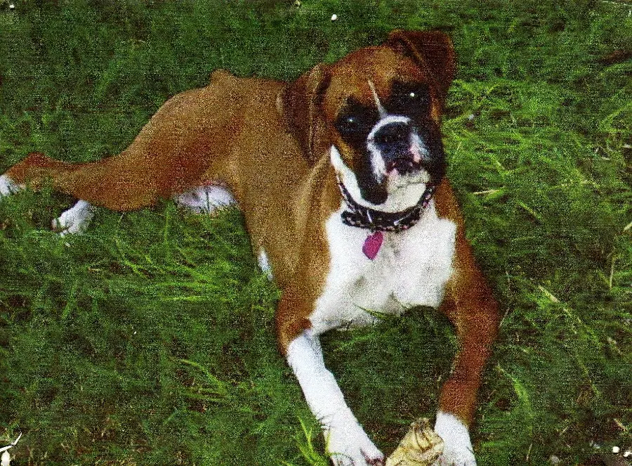 A big oppressed dog picture with full HD quality for free