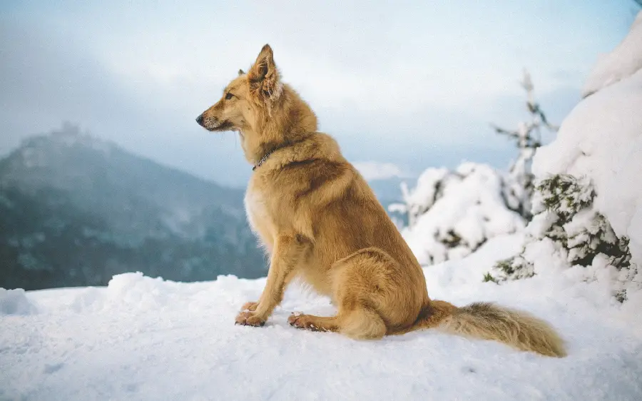 Download free high-quality image of dog and snow in jpg format for design and photo printing