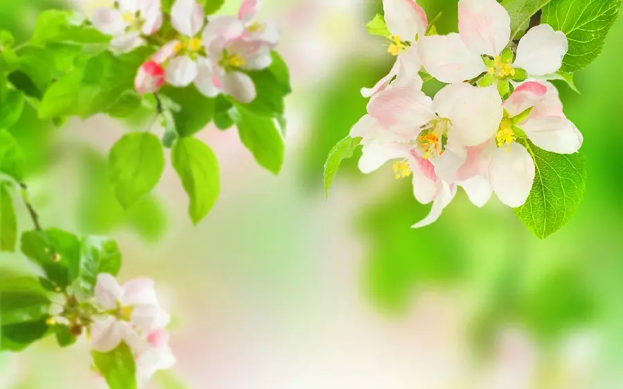 Lovely Spring Blossom Photo