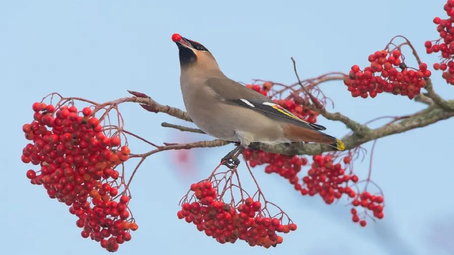 Beautiful Little Bird Eating Fruit Photo for 4k Profile