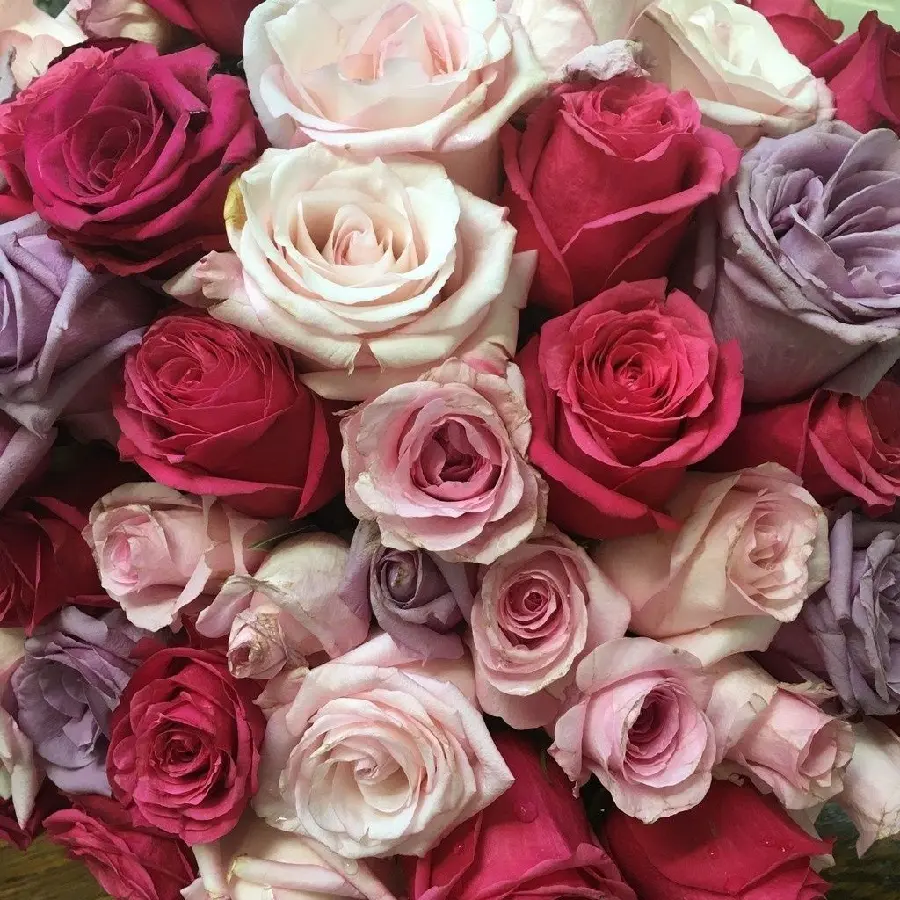 Download Stylish Background White Pink Purple Roses 