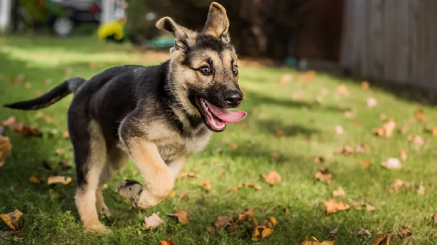 German Shepherd HD Wallpaper