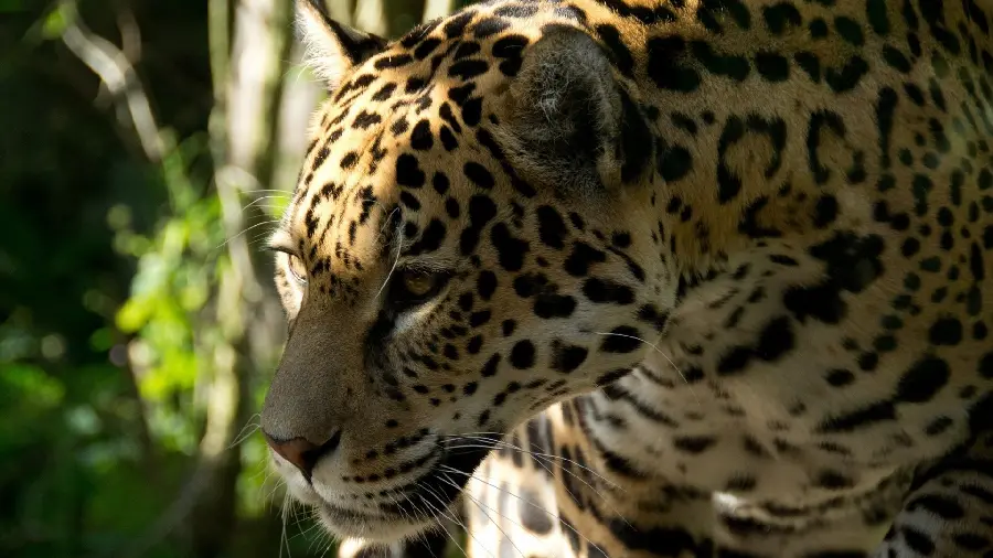 Leopard Wallpaper and Leopard Background in 4k