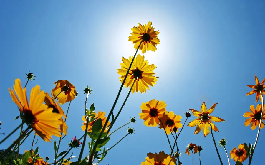 High quality sunflower photo for printing on canvas and frame board
