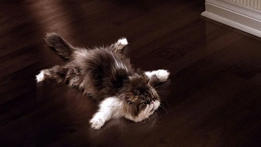 Cute profile of a tired Persian cat lying on the ground