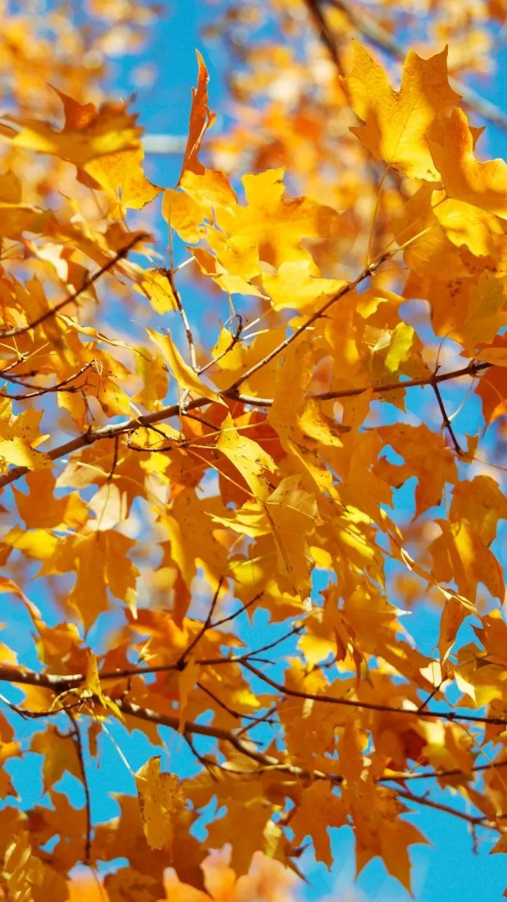 Beautiful and high-quality autumn leaves wallpapers for mobile
