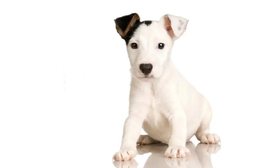 Download computer wallpaper of a brave white dog