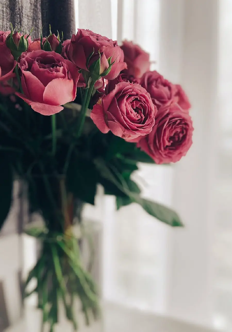 Stock photo of a beautiful miniature rose in a dirty pink color
