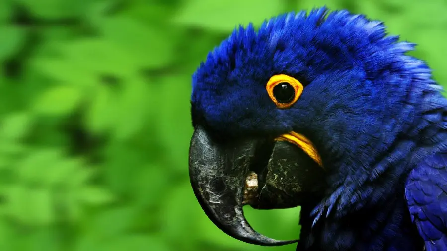 Close-up view of the Hyacinth Macaw with very spectacular details 2023