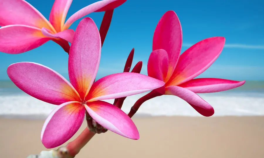 Free Download High Quality Frame of Red Jasmine Flower with Sea Background