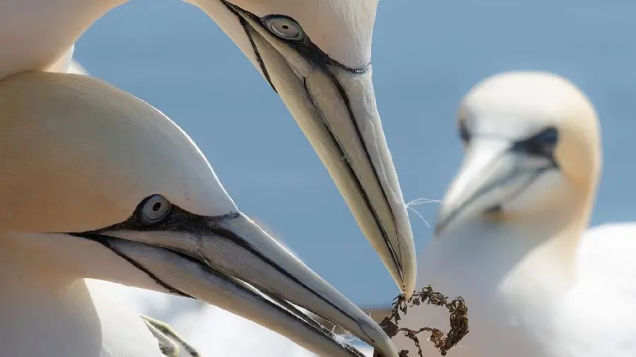 Photo of a white fish-eating bird in 4k quality
