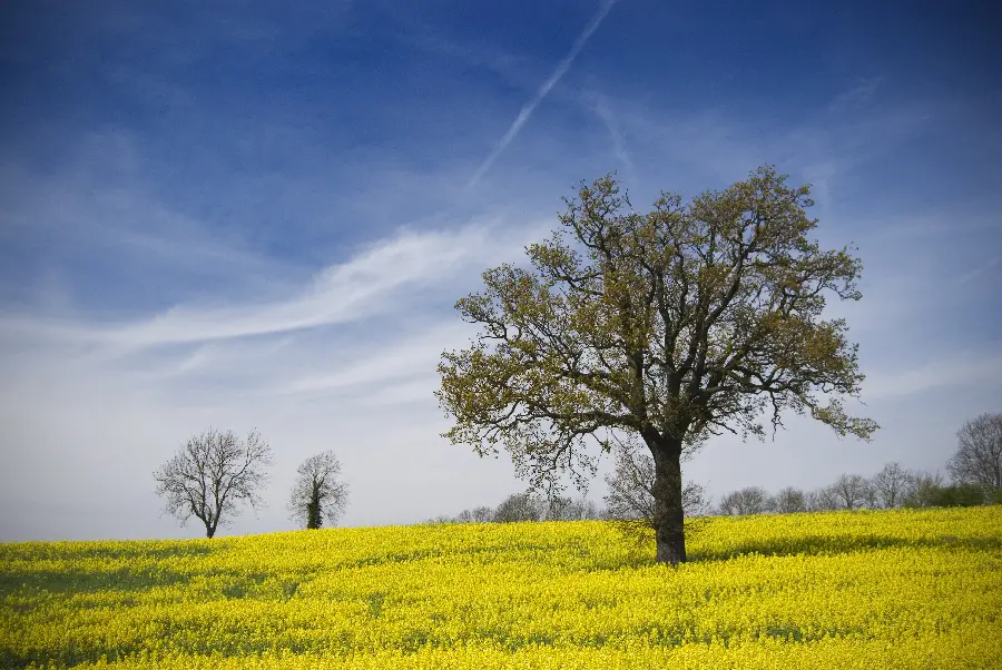 Lonely tree profile photo