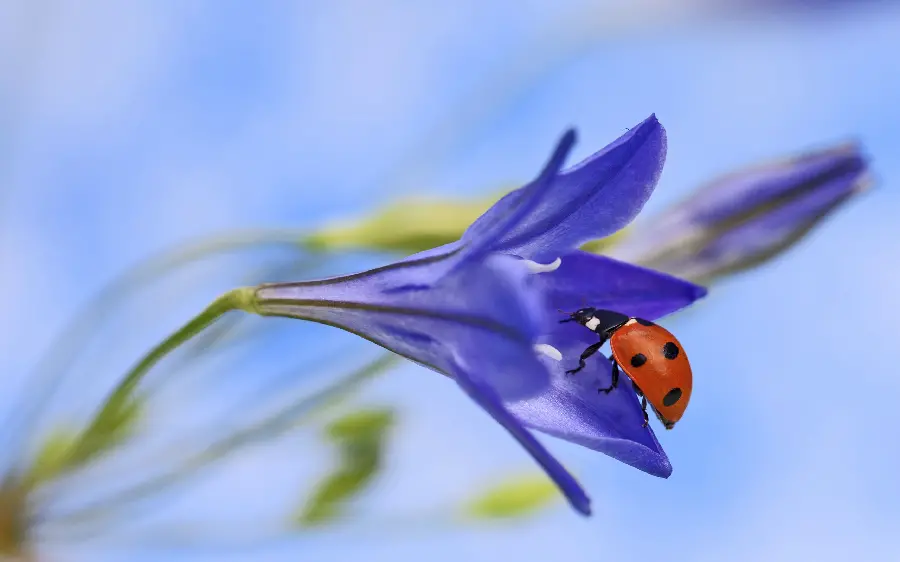Ladybug on flower stock photo and download ladybug stock photo