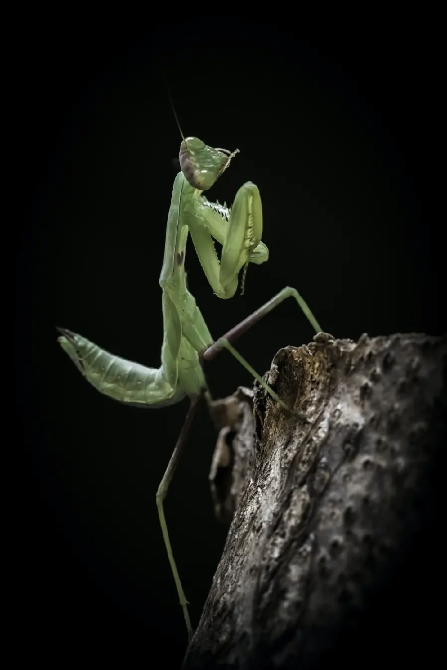 Funny Green Mantis Wallpaper on a Tree