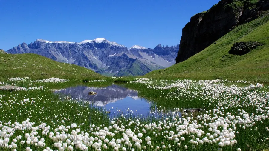Swiss Unique Nature Photo