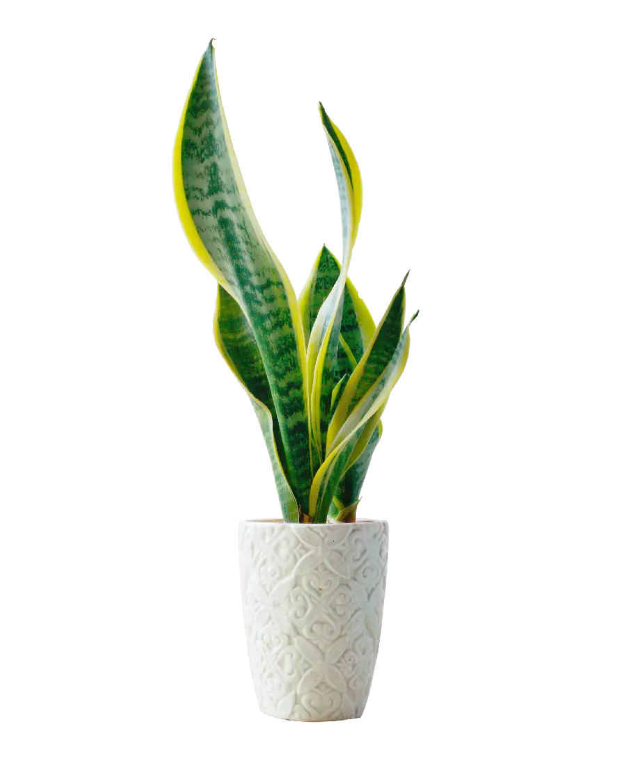 Sanskrit Houseplant Photos in PNG Format and No Background