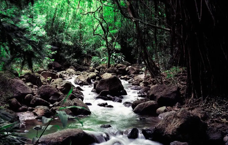 Free download of a popular river and forest landscape in high resolution 