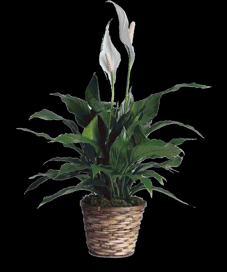Luxury Potted Plant with Beautiful Flowers Cut Out PNG