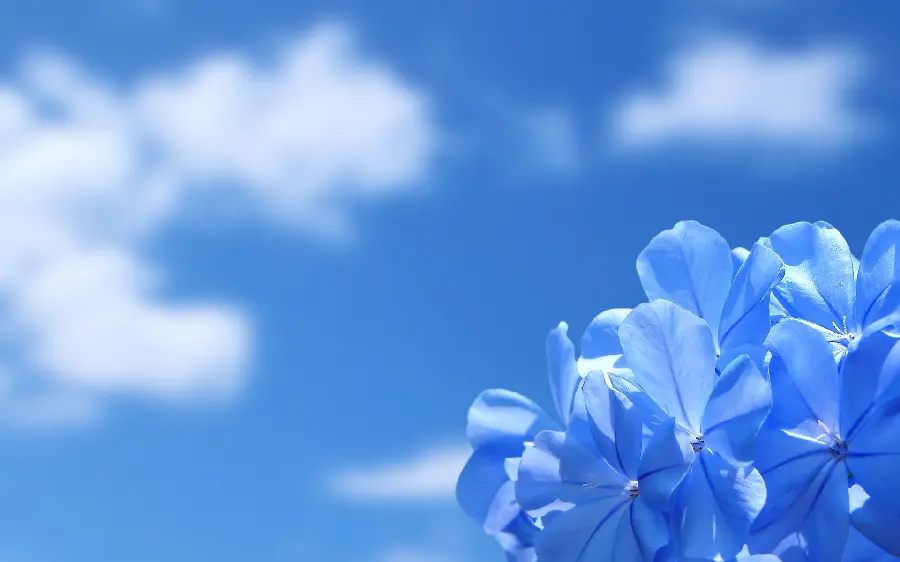 Blue flower stock photo next to the beautiful blue sky