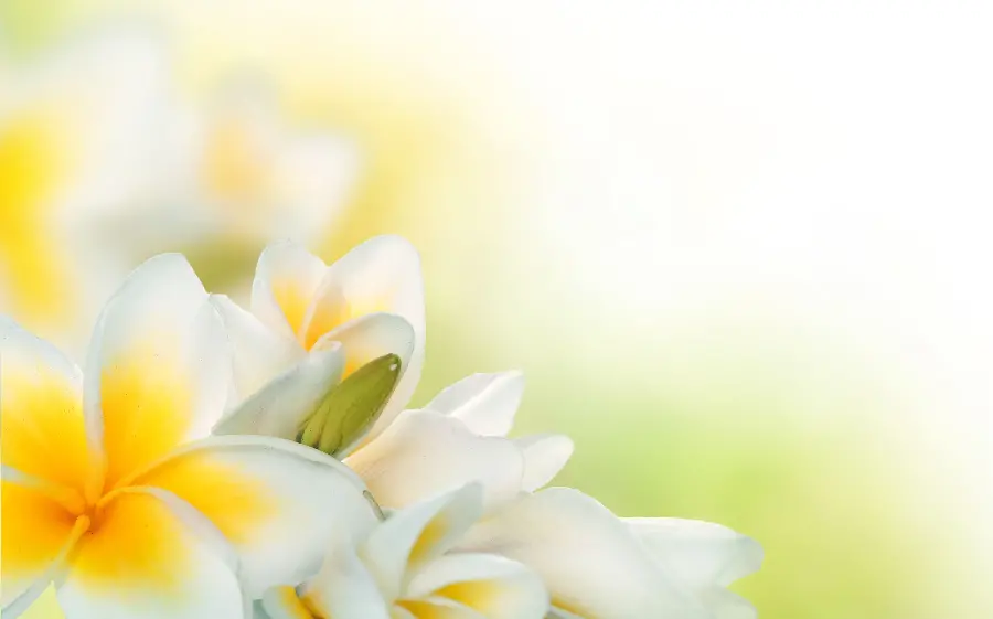 Latest Nowruz Laptop Wallpaper Plumeria Design