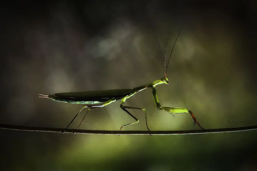 Most downloaded picture of praying mantis insect in nature for post