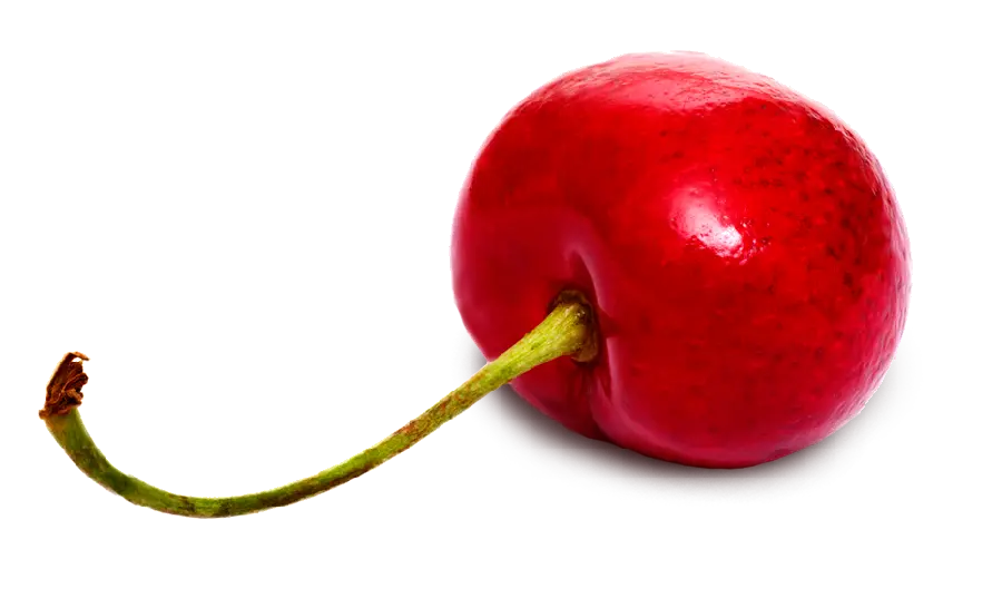 Real Photo of Single Branch of Cherries with Attractive Red Color
