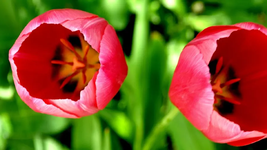 Flower photo 1402 and the latest beautiful and red flower model for the page profile