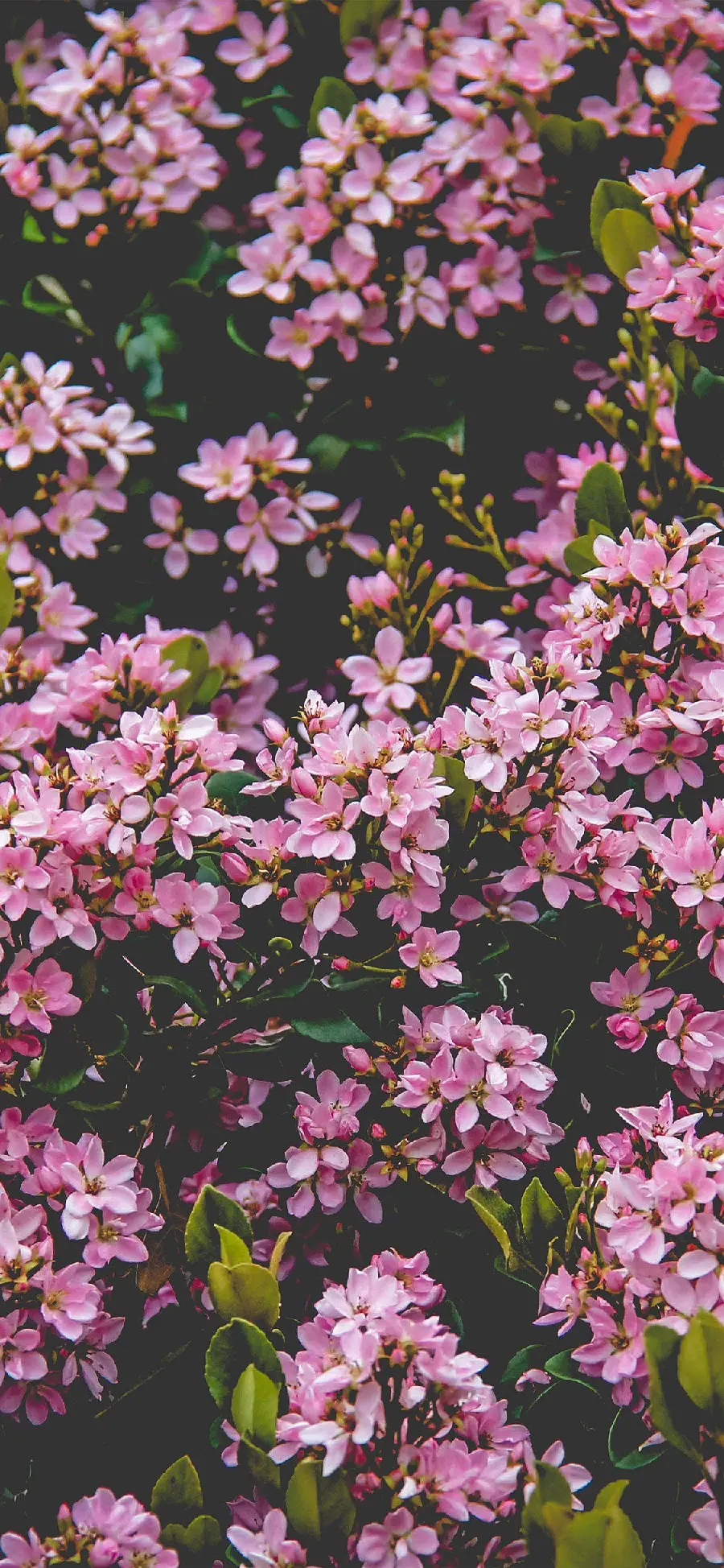 Most Downloaded Spring Flowers Wallpaper for Apple Phone