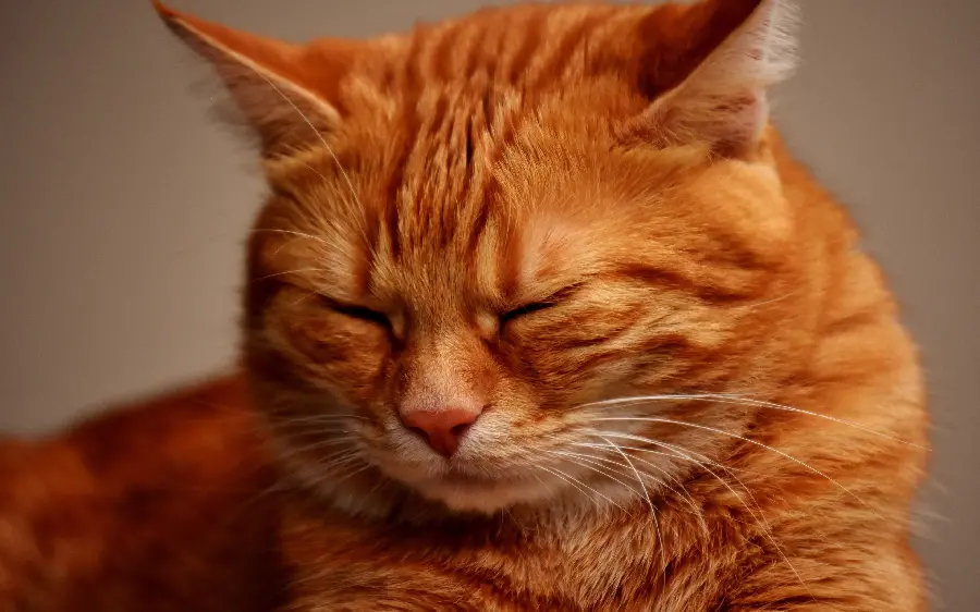 Beautiful striped orange cat background with closed eyes