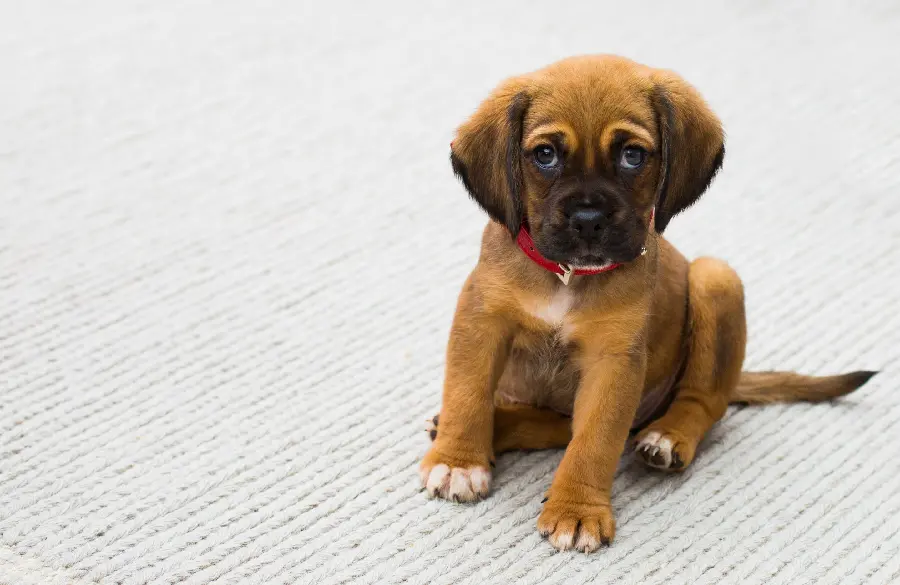 Cute and beautiful dog breed image in chocolate brown color