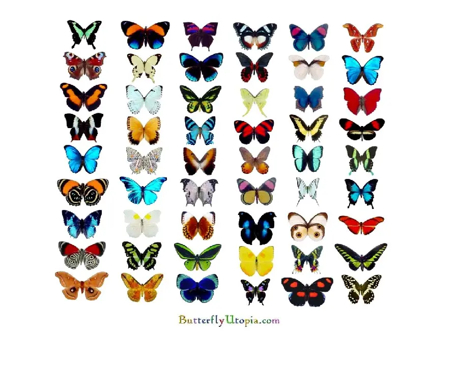 54 colorful butterfly images in very high quality for printing