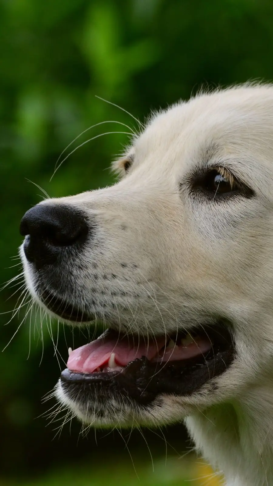 Best Funny Dog Face Background for Phone