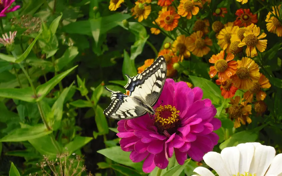 Beautiful girl's profile photo of a butterfly on a flower in full hd quality