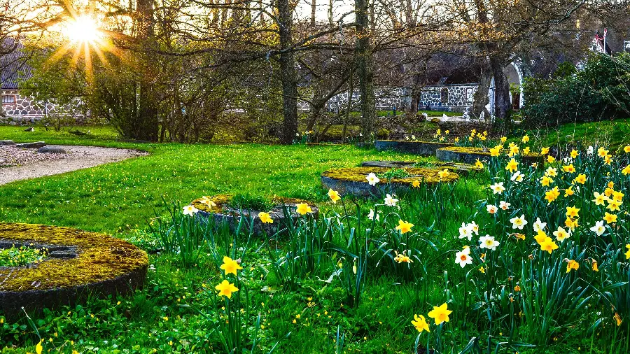 Spring daffodils photo in a lush park for your profile