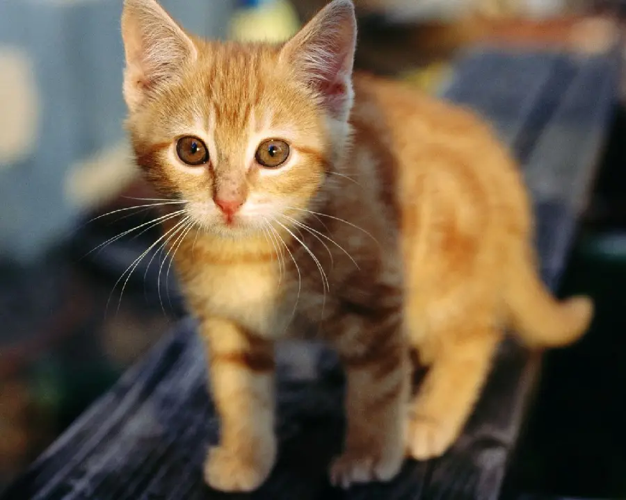 Little orange cat along the bright sun shade