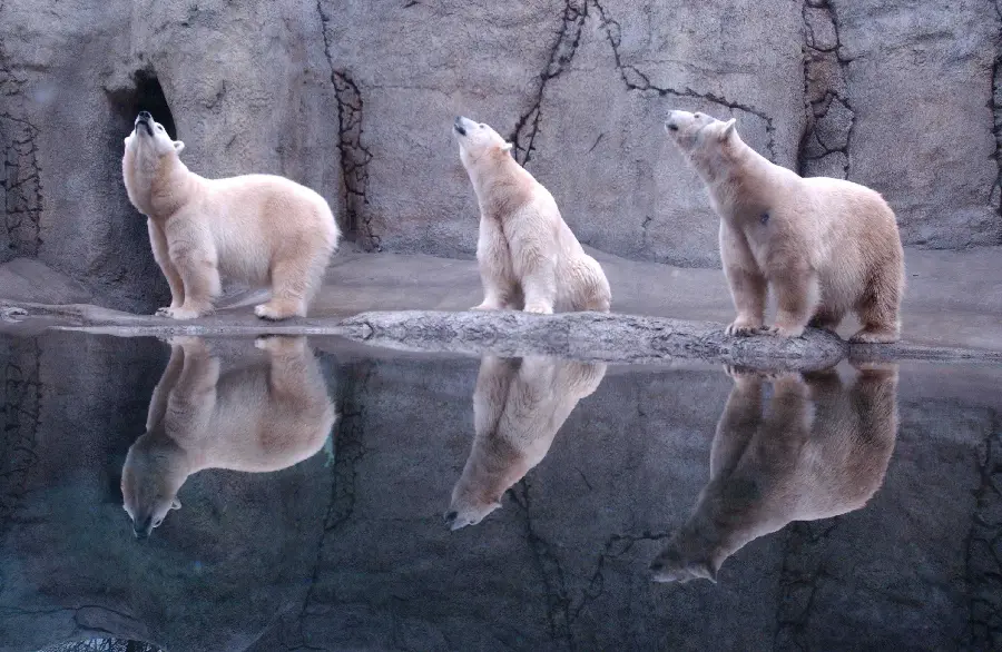 Full HD image of beautiful polar bears by the river for the board