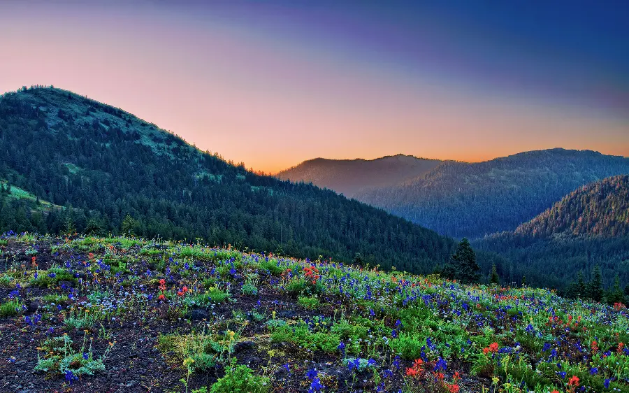 Beautiful PowerPoint Background of Colorful Flowers on the Mountainside