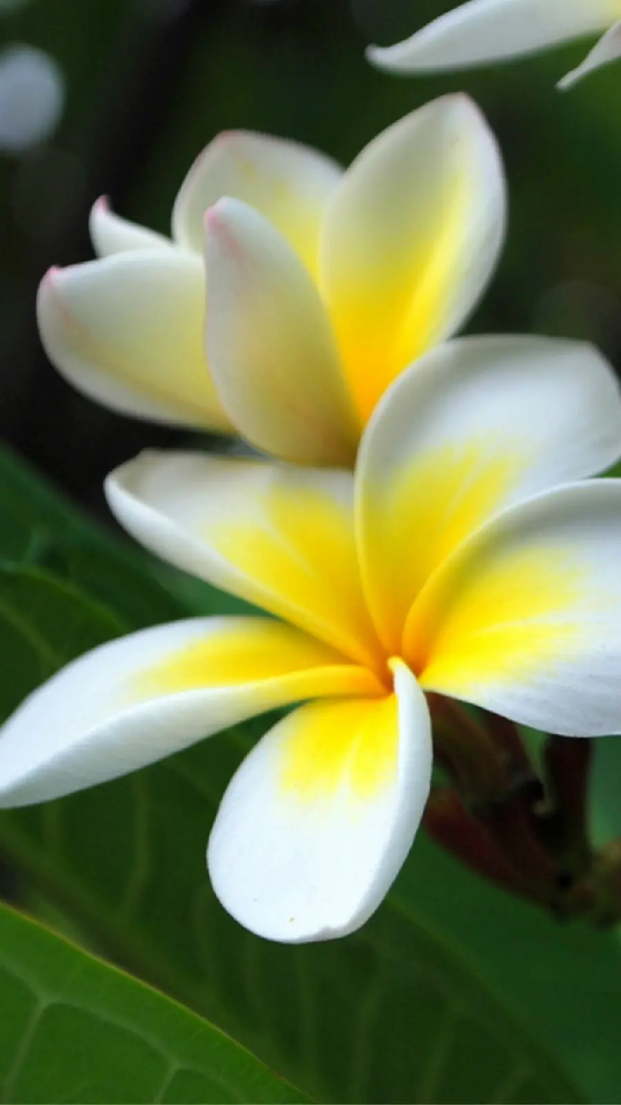 Super beautiful image of plumeria in yellow and white