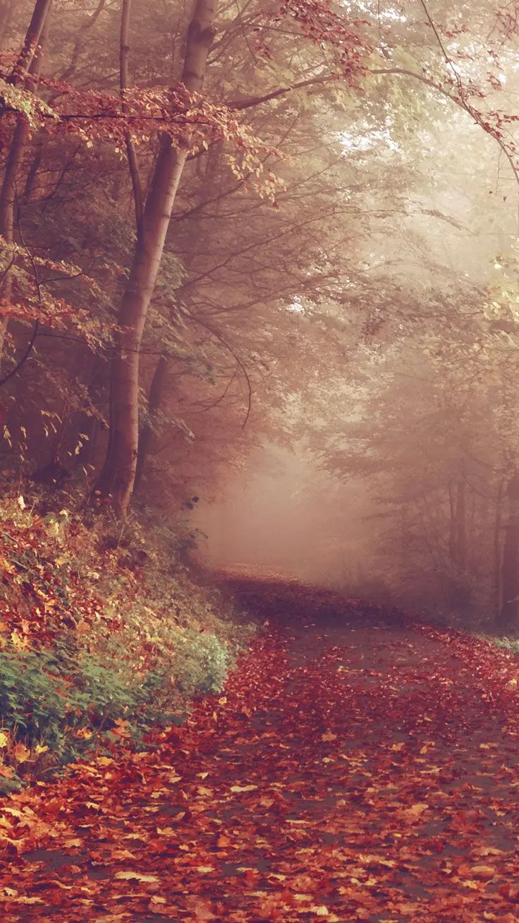 Beautiful Autumn Background of Colorful Autumn Nature for Mobile and Android