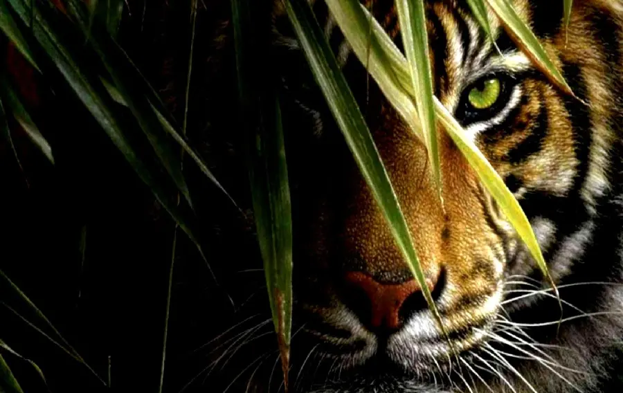 Dreamy stock photo of a powerful tiger lurking with a very penetrating gaze
