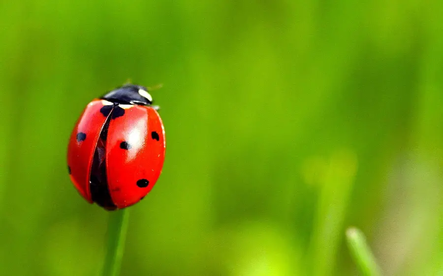 Beautiful Ladybug Close-up Wallpaper