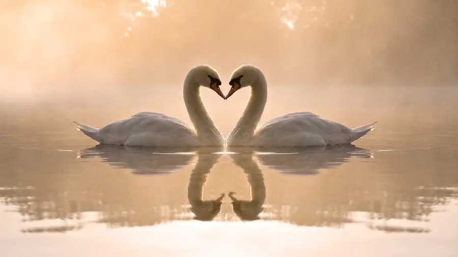 Free download of swan stock image in jpg format for design and photo printing