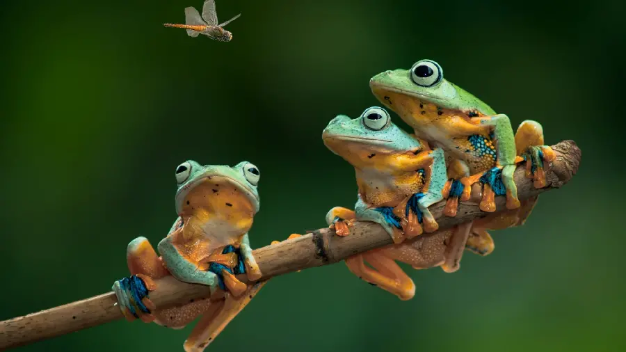 Beautiful photo of several small frogs on a branch