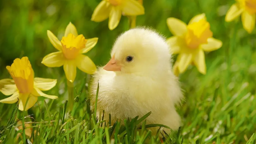 Beautiful photo of colorful chicken and yellow flower for instagram