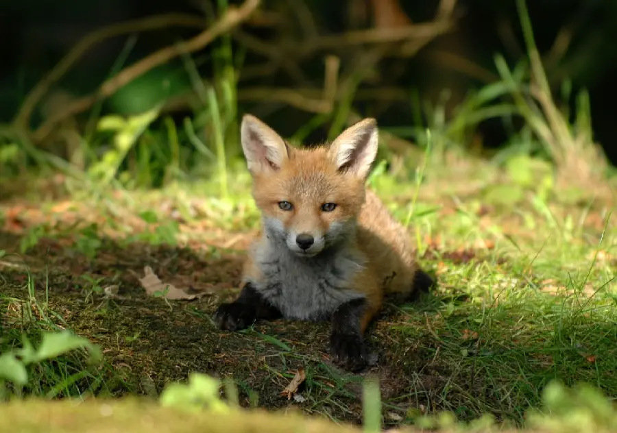 A beautiful little fox cub in lush nature in an 8K frame