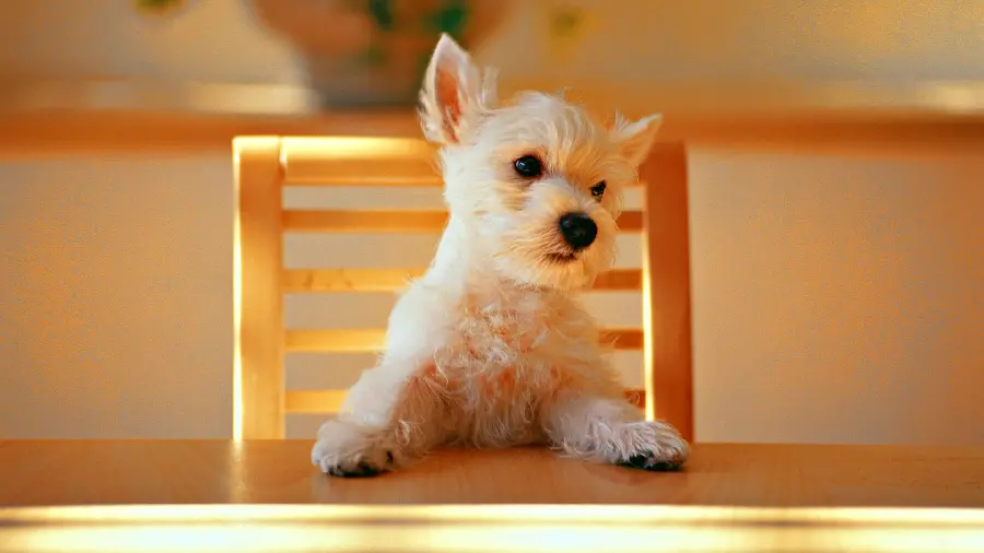 Cute white dog sitting on a chair