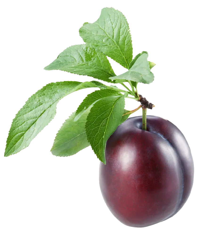 Most Downloaded Black Plum Fruit Backgroundless Image