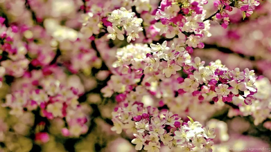 High Quality Spring Blossom Photo with White and purple