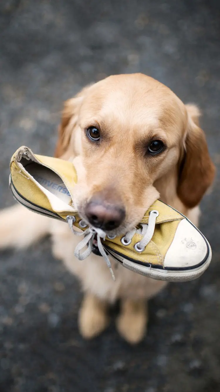 Cool Wallpaper of a Beautiful Dog with a Shoe in its Mouth for Mobile