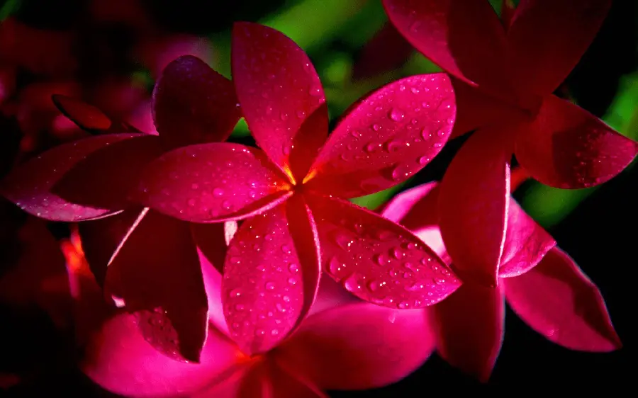 Beautiful Photo of Red Jasmine Flower or Plumeria in Special Quality